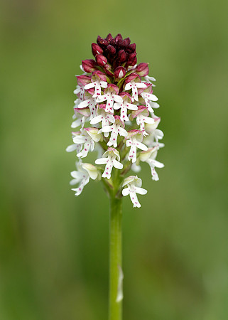 Burnt Orchid Neotinea ustulata
