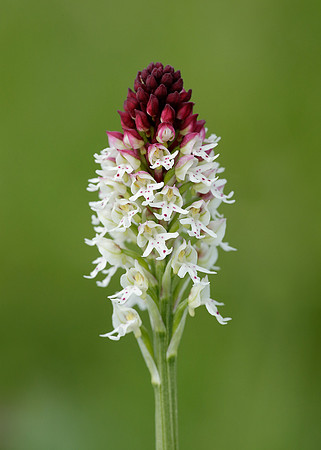 Burnt Orchid Neotinea ustulata