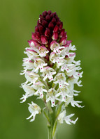 Burnt Orchid Neotinea ustulata