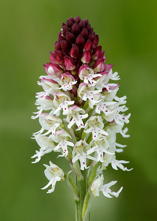 Burnt Orchid Neotinea ustulata