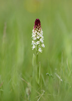 Burnt Orchid Neotinea ustulata