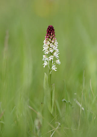 Burnt Orchid Neotinea ustulata