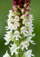 Burnt Orchid Neotinea ustulata