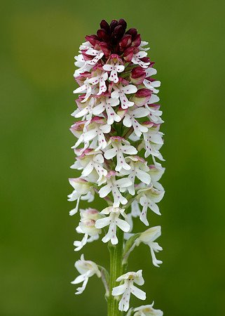 Burnt Orchid Neotinea ustulata