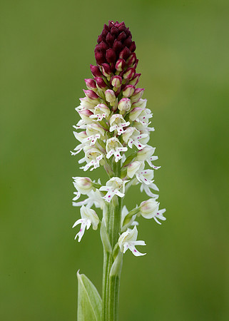 Burnt Orchid Neotinea ustulata