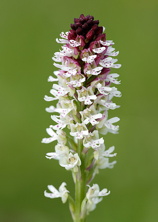 Burnt Orchid Neotinea ustulata