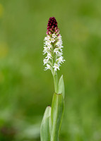 Burnt Orchid Neotinea ustulata