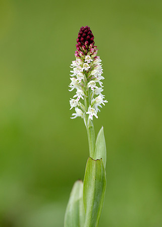 Burnt Orchid Neotinea ustulata