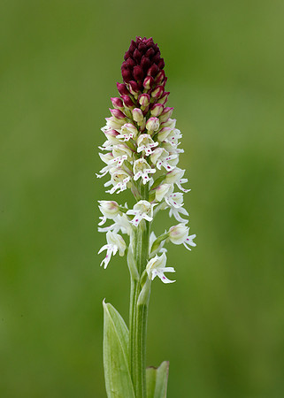 Burnt Orchid Neotinea ustulata