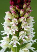 Burnt Orchid Neotinea ustulata
