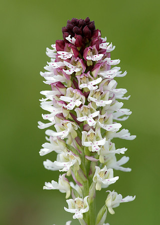 Burnt Orchid Neotinea ustulata