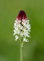 Burnt Orchid Neotinea ustulata