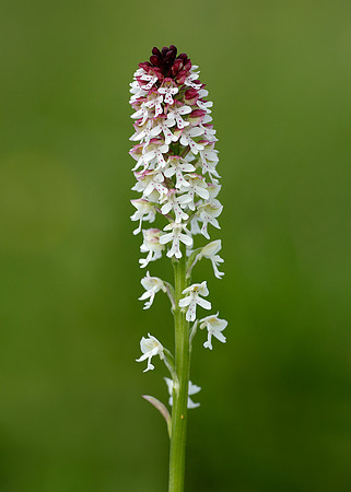 Burnt Orchid Neotinea ustulata