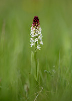 Burnt Orchid Neotinea ustulata