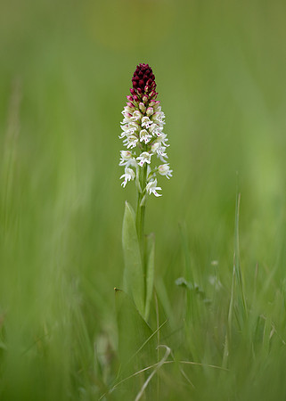 Burnt Orchid Neotinea ustulata