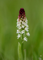 Burnt Orchid Neotinea ustulata