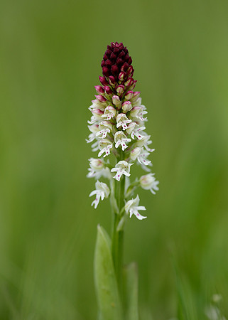 Burnt Orchid Neotinea ustulata
