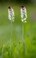 Burnt Orchid Neotinea ustulata