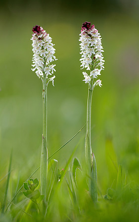 Burnt Orchid Neotinea ustulata