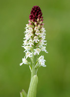 Burnt Orchid Neotinea ustulata