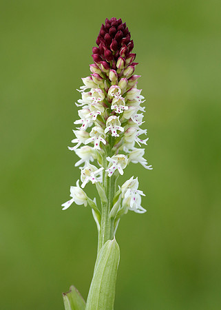 Burnt Orchid Neotinea ustulata