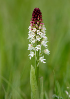 Burnt Orchid Neotinea ustulata