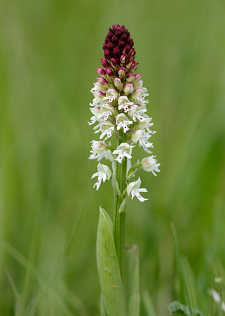 Burnt Orchid Neotinea ustulata