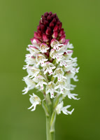 Burnt Orchid Neotinea ustulata