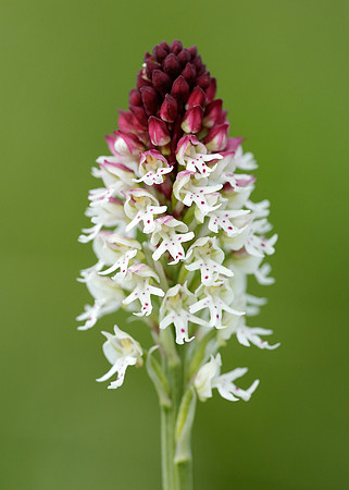 Burnt Orchid Neotinea ustulata