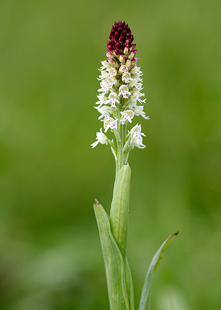 Burnt Orchid Neotinea ustulata