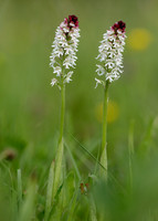 Burnt Orchid Neotinea ustulata