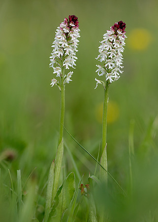 Burnt Orchid Neotinea ustulata