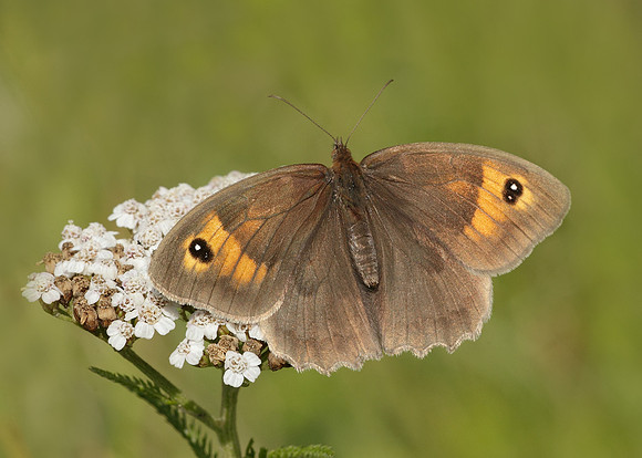 Meadow Brown Maniola jurtina
