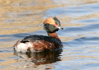 Slavonian Grebe Podiceps auritus