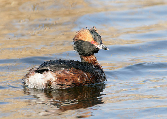 Slavonian Grebe Podiceps auritus