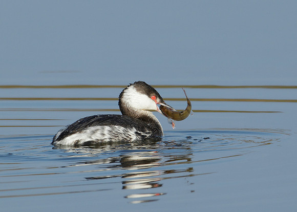 Slavonian Grebe Podiceps auritus