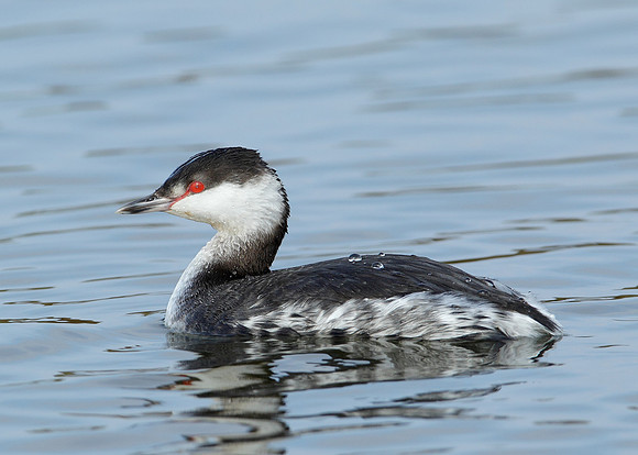 Slavonian Grebe Podiceps auritus