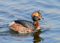 Slavonian Grebe Podiceps auritus