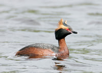 Slavonian Grebe Podiceps auritus