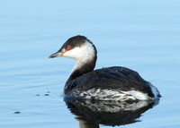 Slavonian Grebe Podiceps auritus