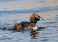 Slavonian Grebe Podiceps auritus