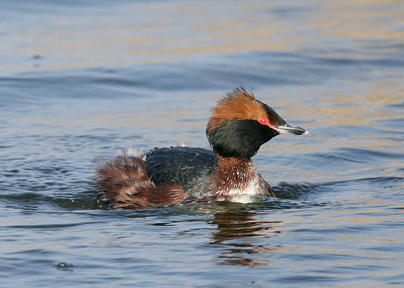 Slavonian Grebe Podiceps auritus