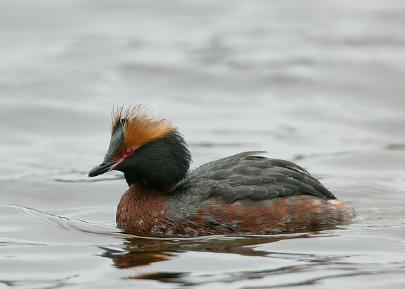 Slavonian Grebe Podiceps auritus
