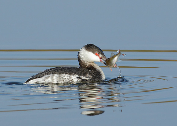 Slavonian Grebe Podiceps auritus