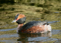 Slavonian Grebe Podiceps auritus