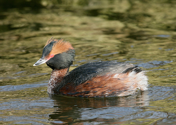 Slavonian Grebe Podiceps auritus