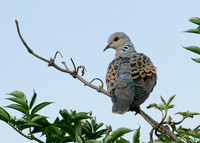 Turtle Dove Streptopelia turtur