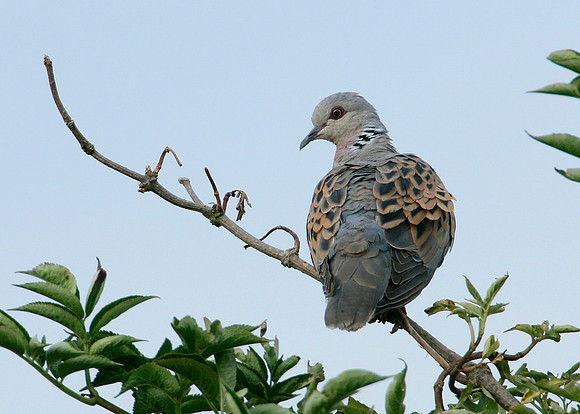 Turtle Dove Streptopelia turtur