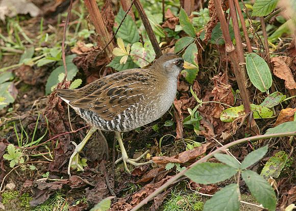 Sora Porzana carolina