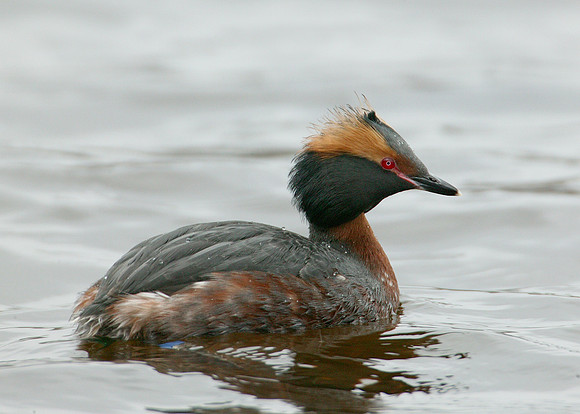 Slavonian Grebe Podiceps auritus